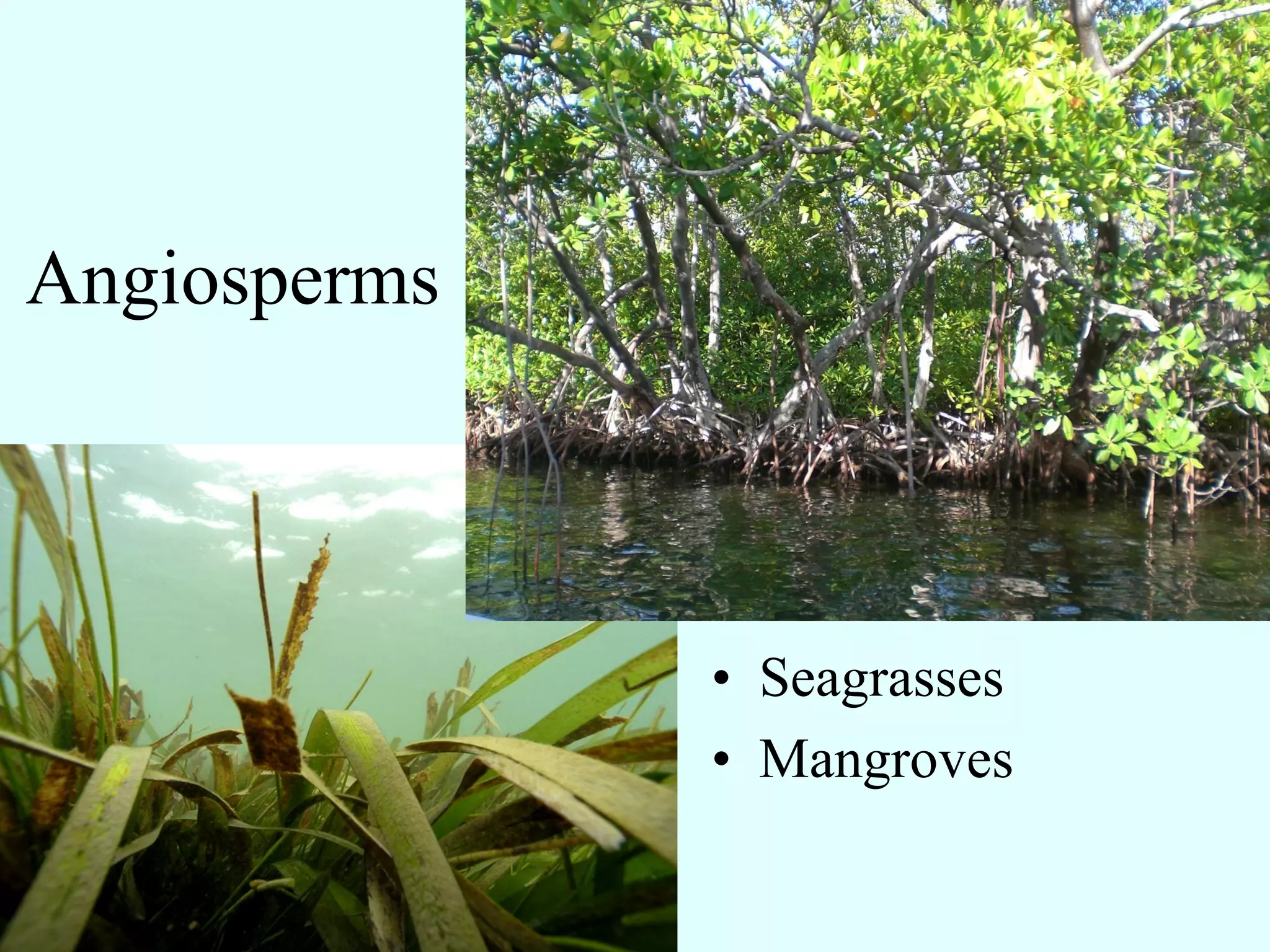Angiosperms




              • Seagrasses
              • Mangroves
 