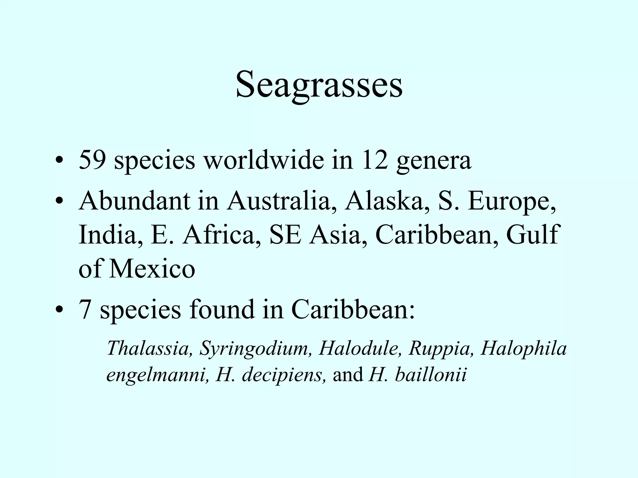 Seagrasses
• 59 species worldwide in 12 genera
• Abundant in Australia, Alaska, S. Europe,
  India, E. Africa, SE Asia, Caribbean, Gulf
  of Mexico
• 7 species found in Caribbean:
    Thalassia, Syringodium, Halodule, Ruppia, Halophila
    engelmanni, H. decipiens, and H. baillonii
 