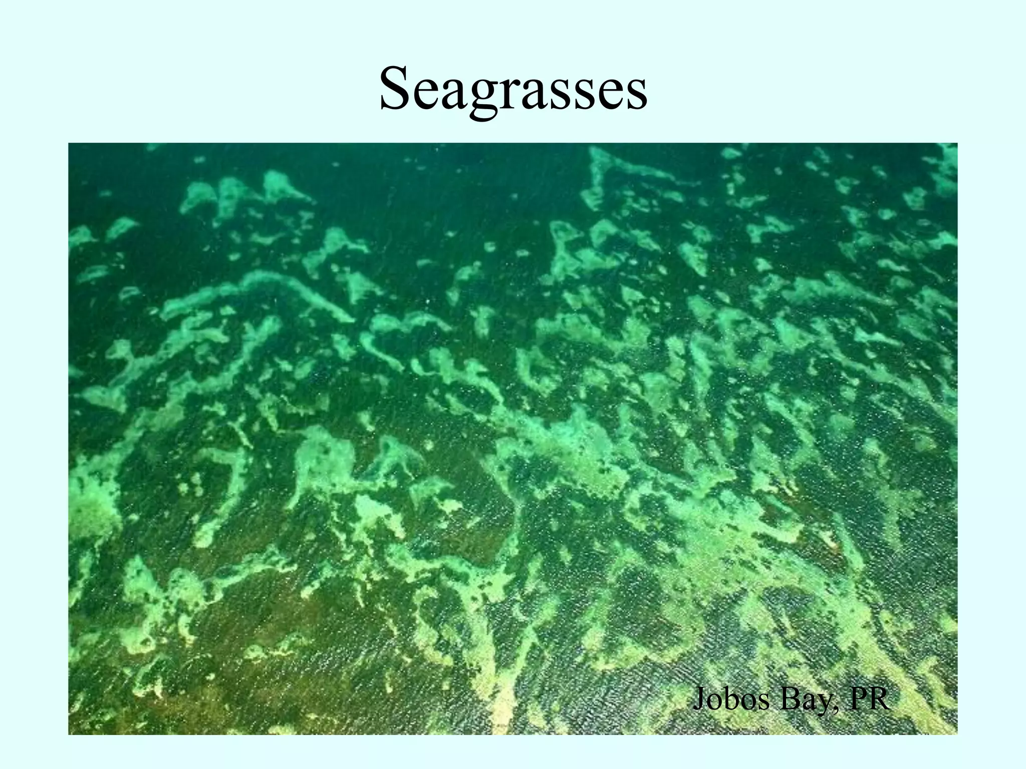 Seagrasses




             Jobos Bay, PR
 