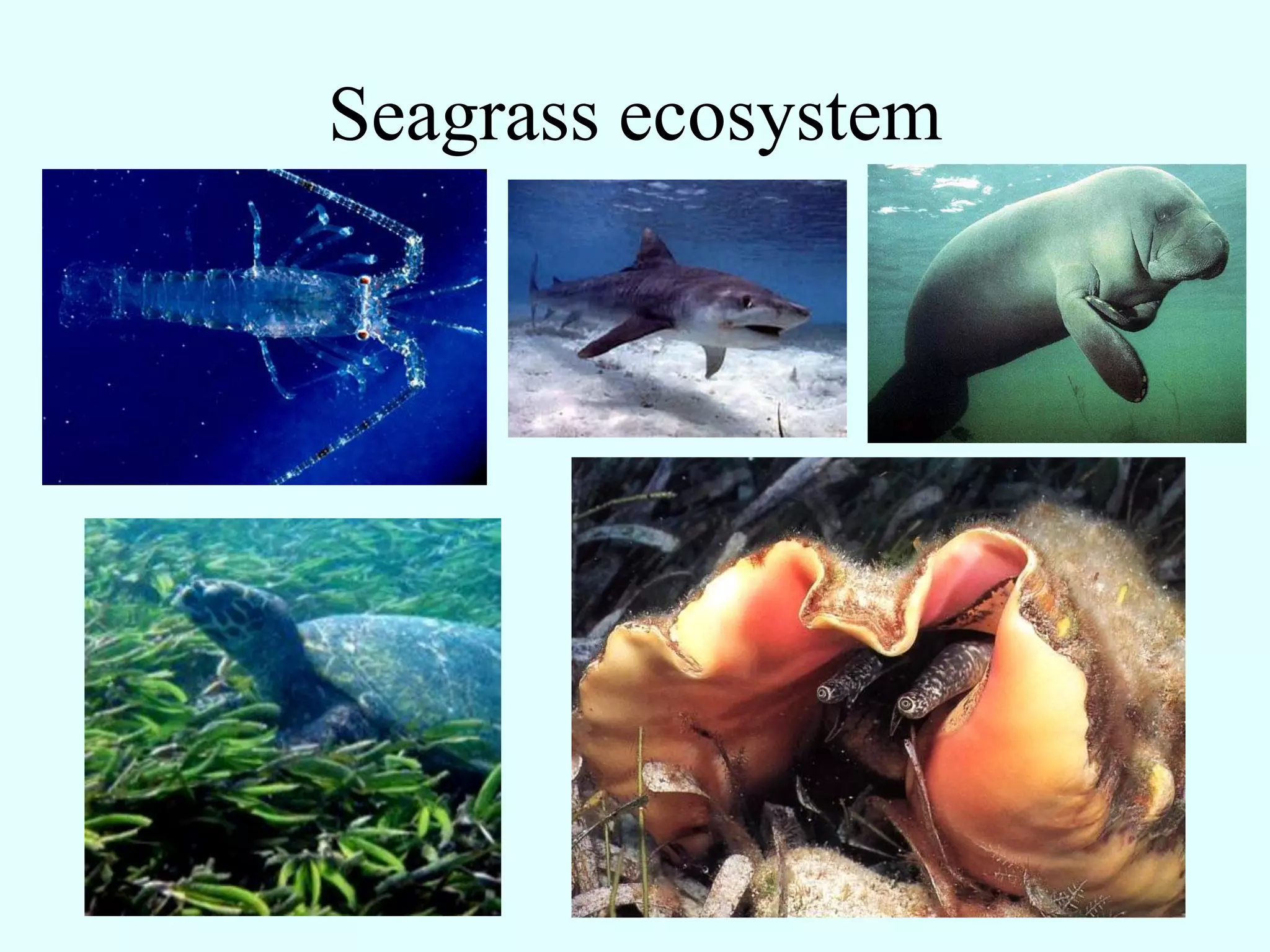 Seagrass ecosystem
 