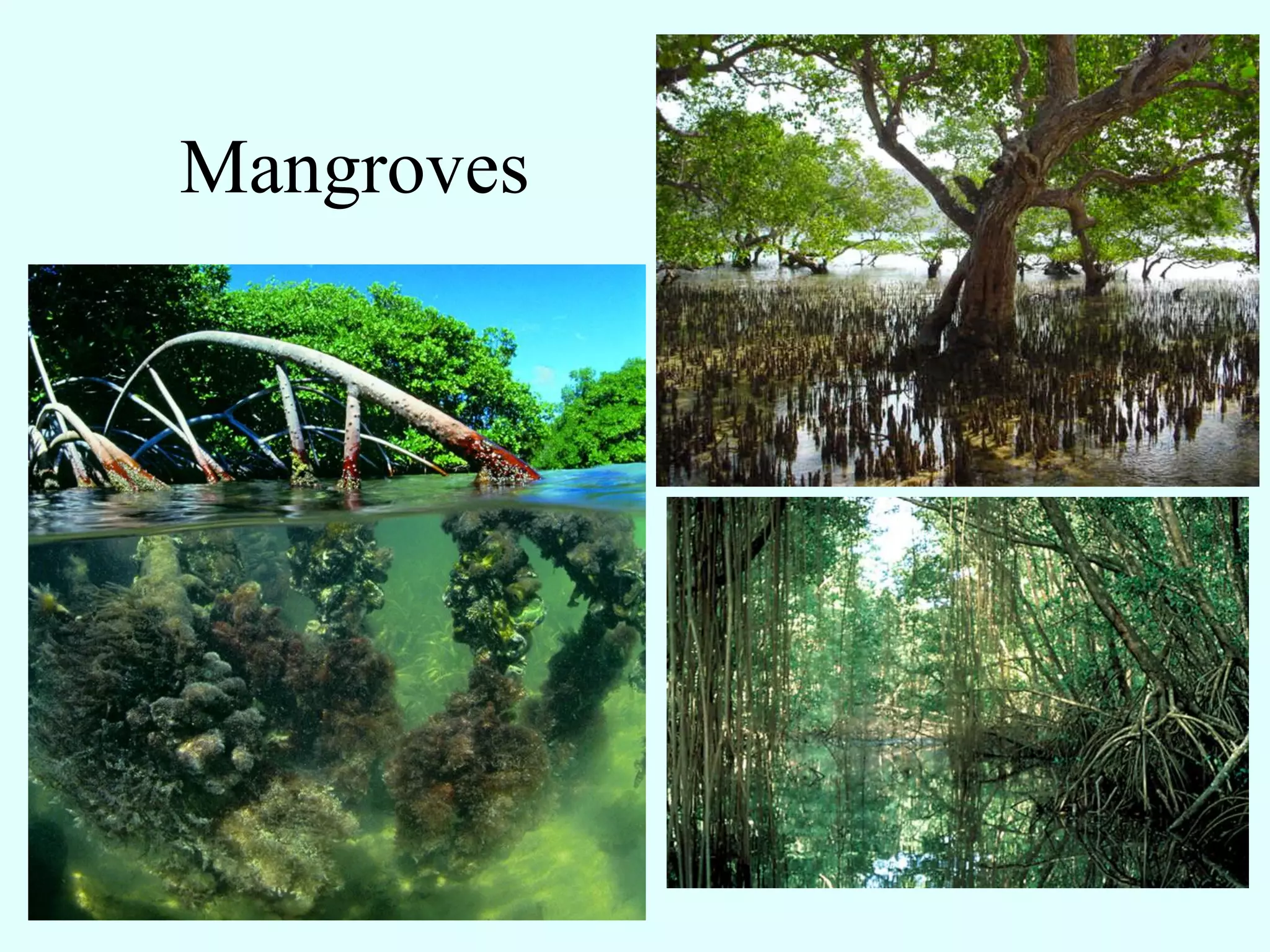 Mangroves
 