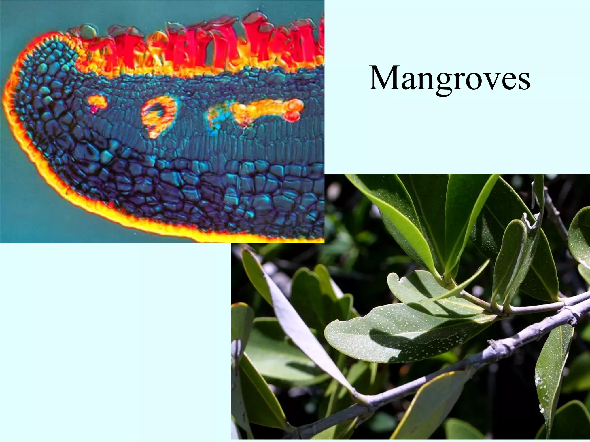 Mangroves
 
