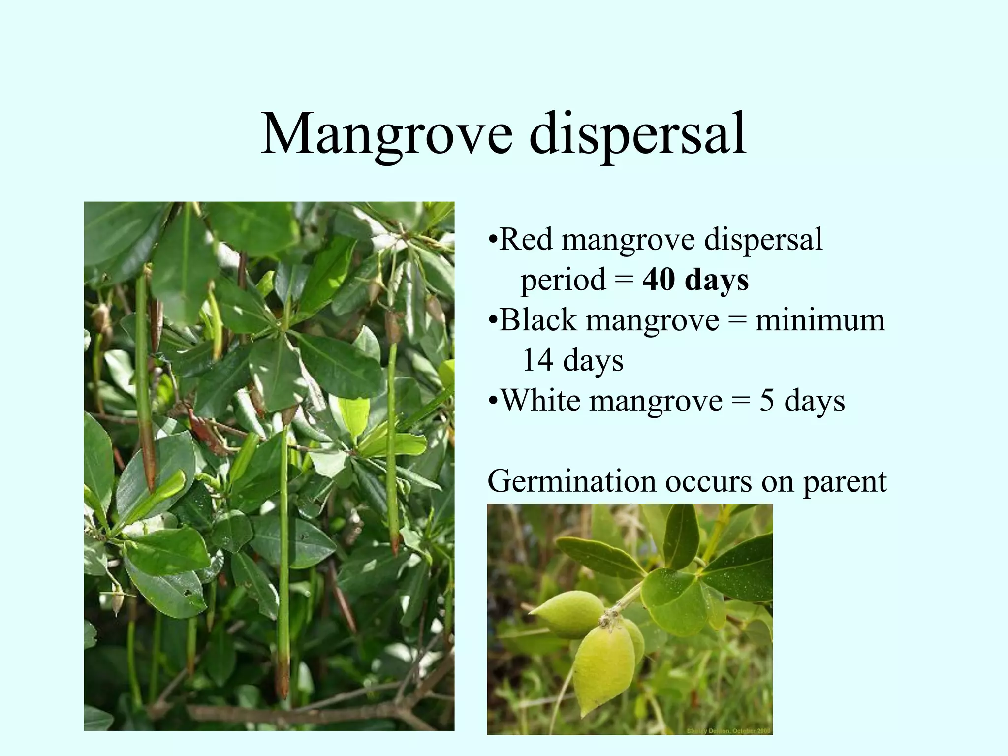 Mangrove dispersal
        •Red mangrove dispersal
          period = 40 days
        •Black mangrove = minimum
          14 days
        •White mangrove = 5 days

        Germination occurs on parent
 