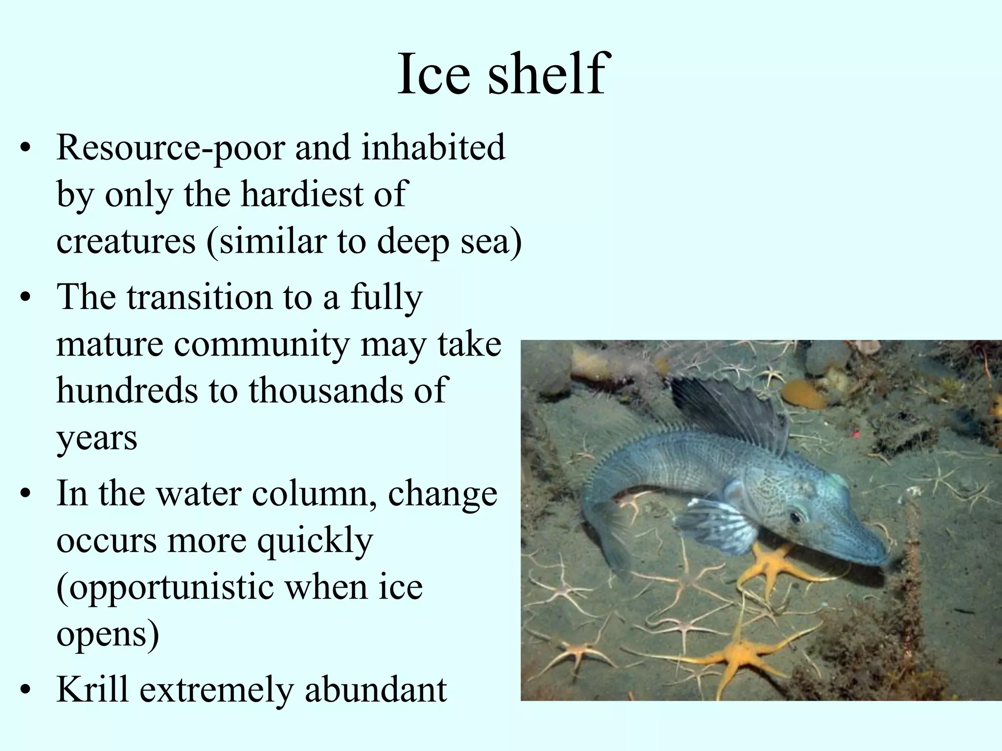 Ice shelf
• Resource-poor and inhabited
  by only the hardiest of
  creatures (similar to deep sea)
• The transition to a fully
  mature community may take
  hundreds to thousands of
  years
• In the water column, change
  occurs more quickly
  (opportunistic when ice
  opens)
• Krill extremely abundant
 