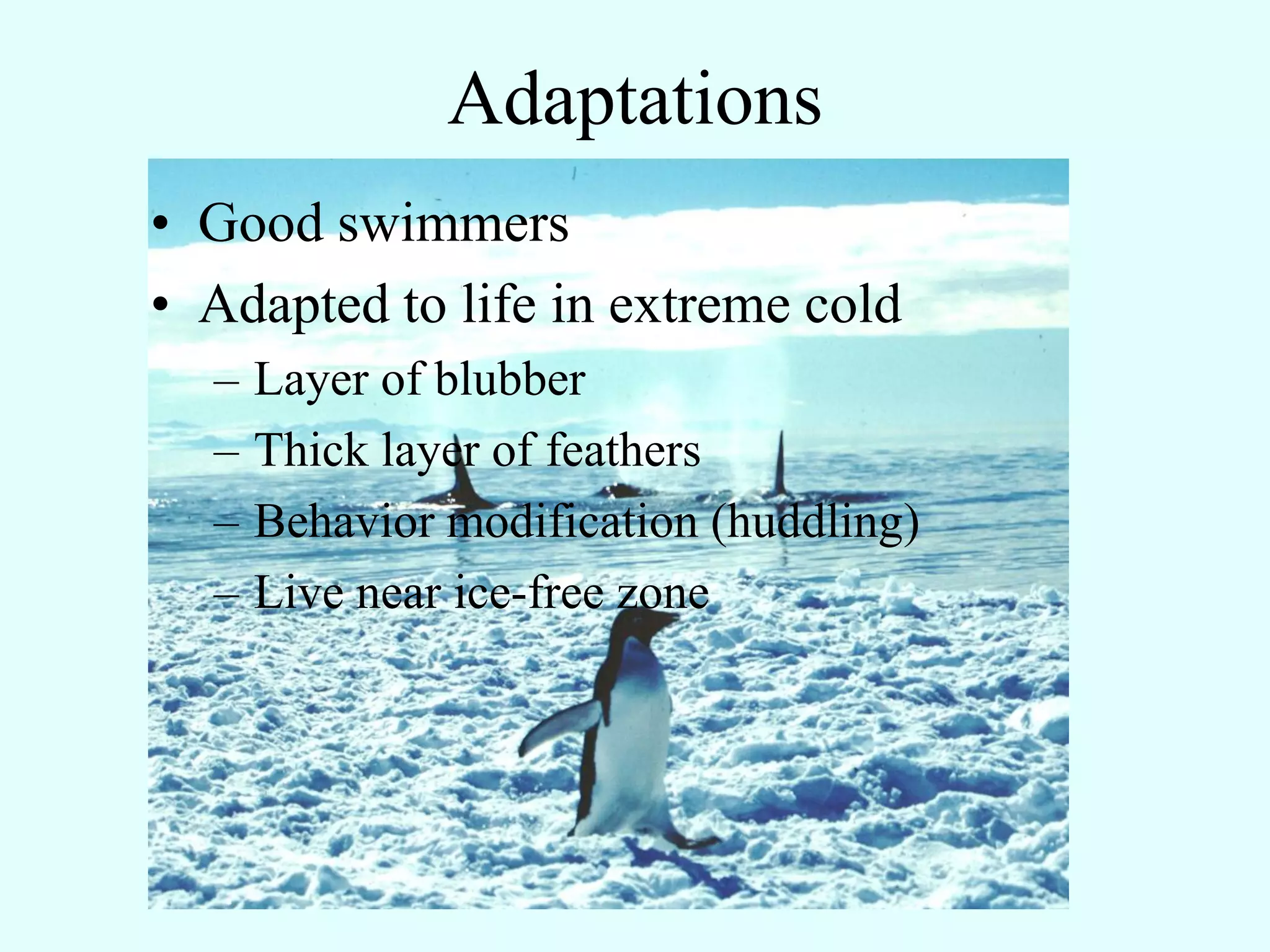 Adaptations
• Good swimmers
• Adapted to life in extreme cold
  –   Layer of blubber
  –   Thick layer of feathers
  –   Behavior modification (huddling)
  –   Live near ice-free zone
 