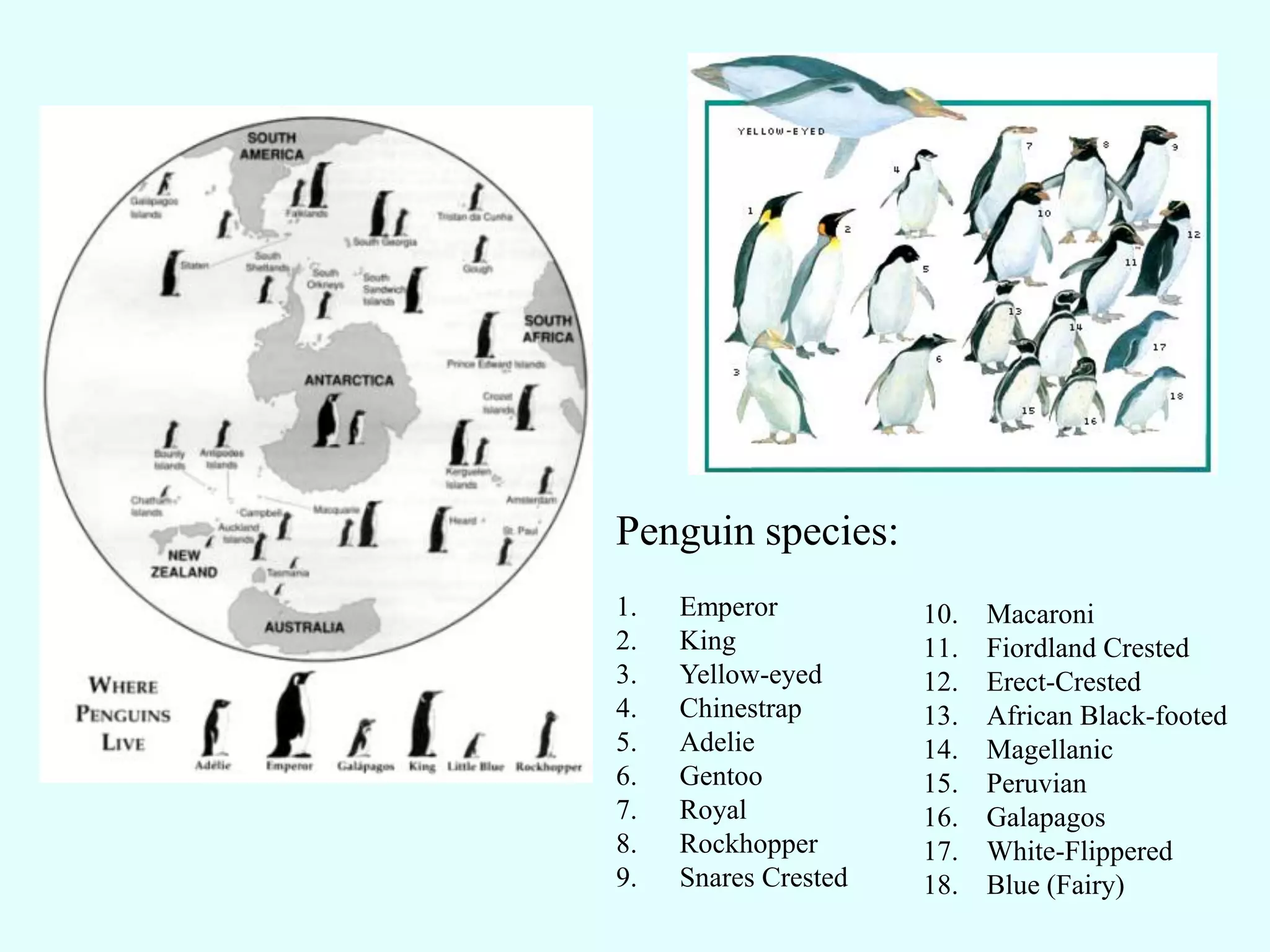 Penguin species:
1.   Emperor          10.   Macaroni
2.   King             11.   Fiordland Crested
3.   Yellow-eyed      12.   Erect-Crested
4.   Chinestrap       13.   African Black-footed
5.   Adelie           14.   Magellanic
6.   Gentoo           15.   Peruvian
7.   Royal            16.   Galapagos
8.   Rockhopper       17.   White-Flippered
9.   Snares Crested   18.   Blue (Fairy)
 