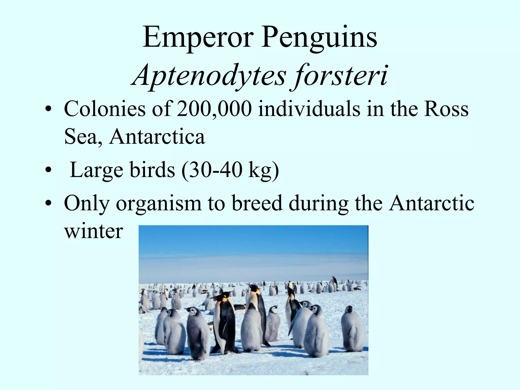 Emperor Penguins
         Aptenodytes forsteri
• Colonies of 200,000 individuals in the Ross
  Sea, Antarctica
• Large birds (30-40 kg)
• Only organism to breed during the Antarctic
  winter
 