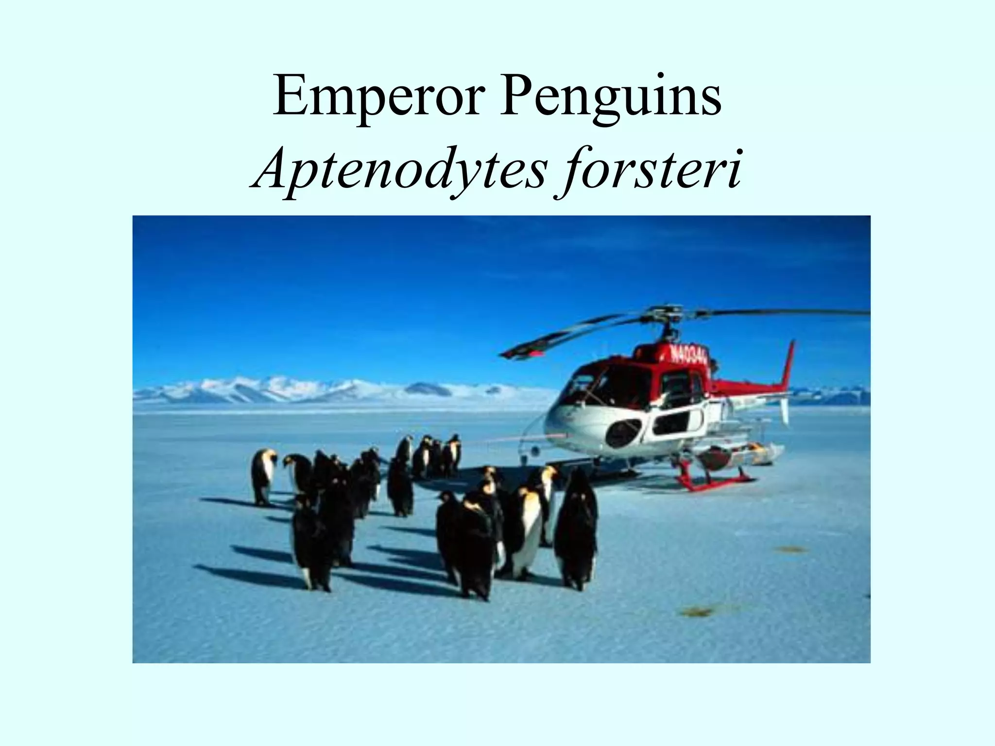 Emperor Penguins
Aptenodytes forsteri
 