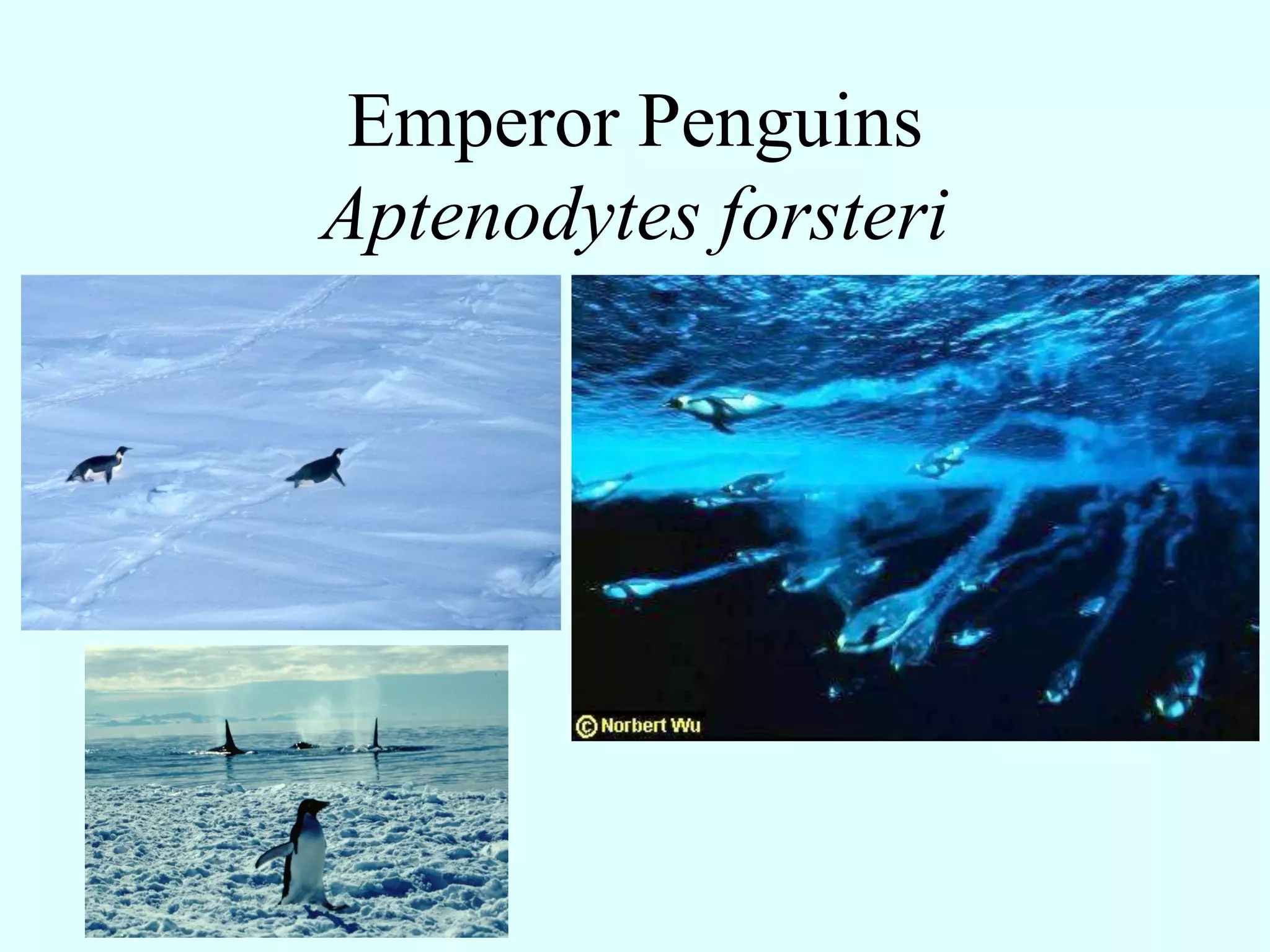 Emperor Penguins
Aptenodytes forsteri
 