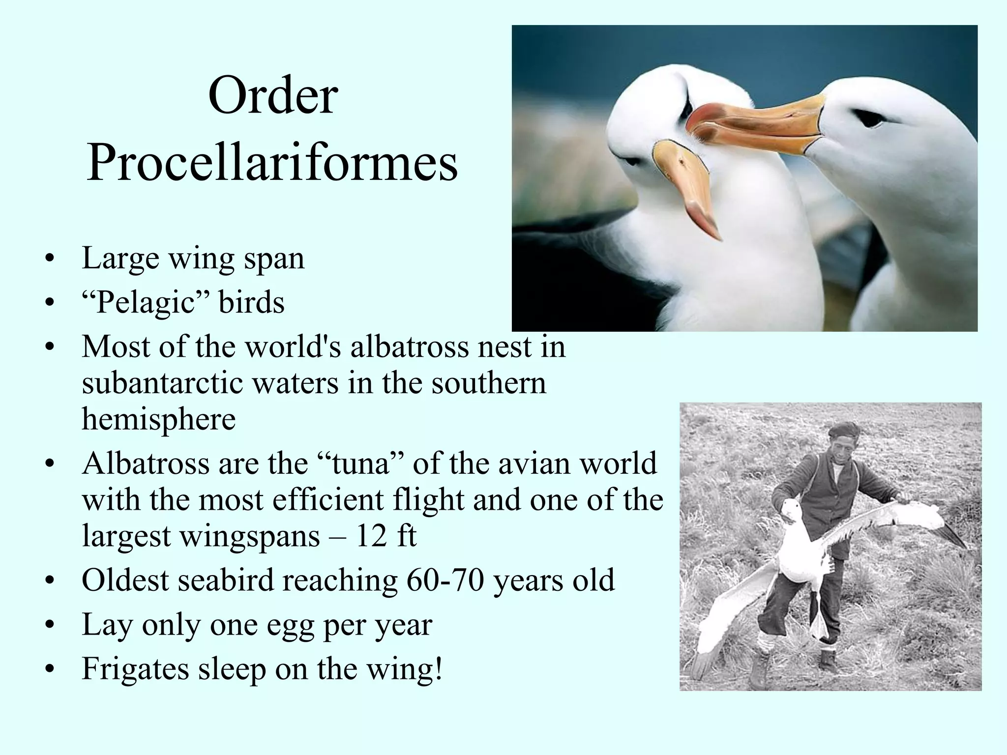Order
   Procellariformes
• Large wing span
• “Pelagic” birds
• Most of the world's albatross nest in
  subantarctic waters in the southern
  hemisphere
• Albatross are the “tuna” of the avian world
  with the most efficient flight and one of the
  largest wingspans – 12 ft
• Oldest seabird reaching 60-70 years old
• Lay only one egg per year
• Frigates sleep on the wing!
 