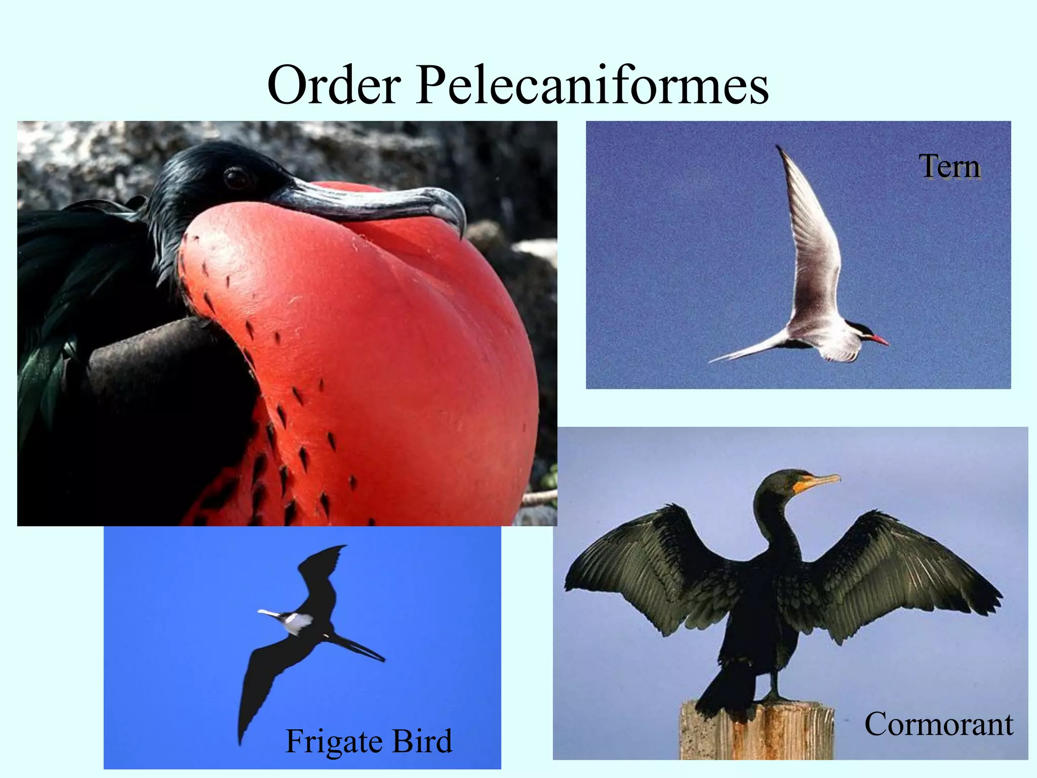 Order Pelecaniformes
                          Tern




                       Cormorant
Frigate Bird
 