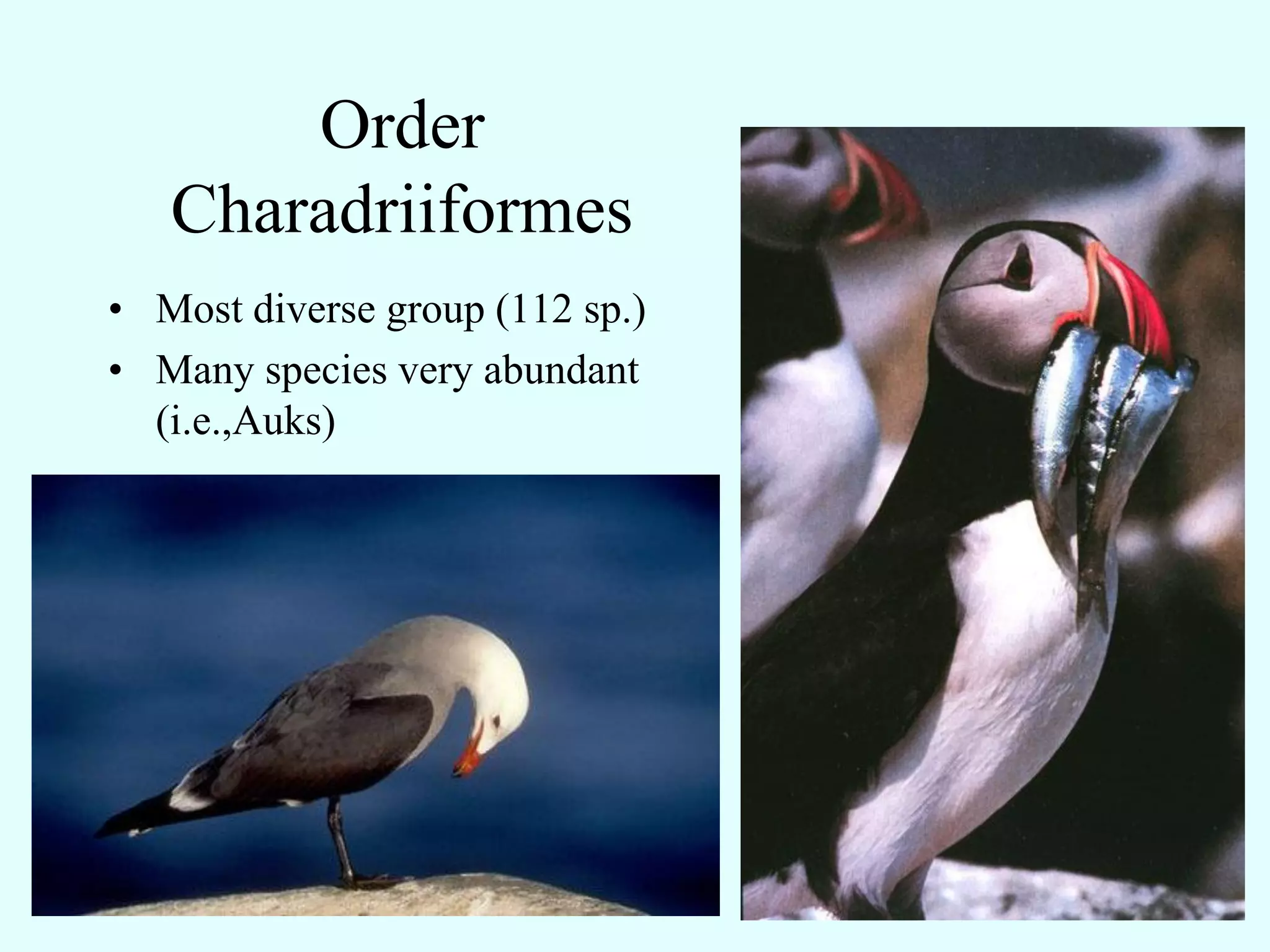 Order
   Charadriiformes
• Most diverse group (112 sp.)
• Many species very abundant
  (i.e.,Auks)
 
