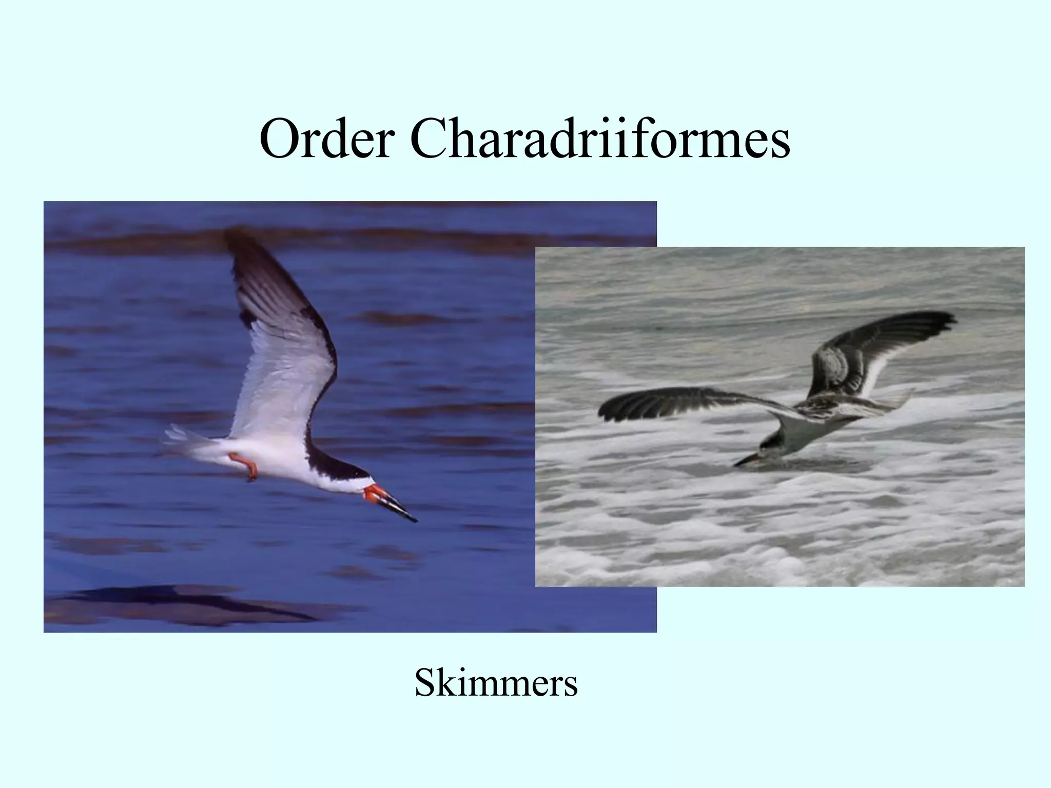 Order Charadriiformes




      Skimmers
 