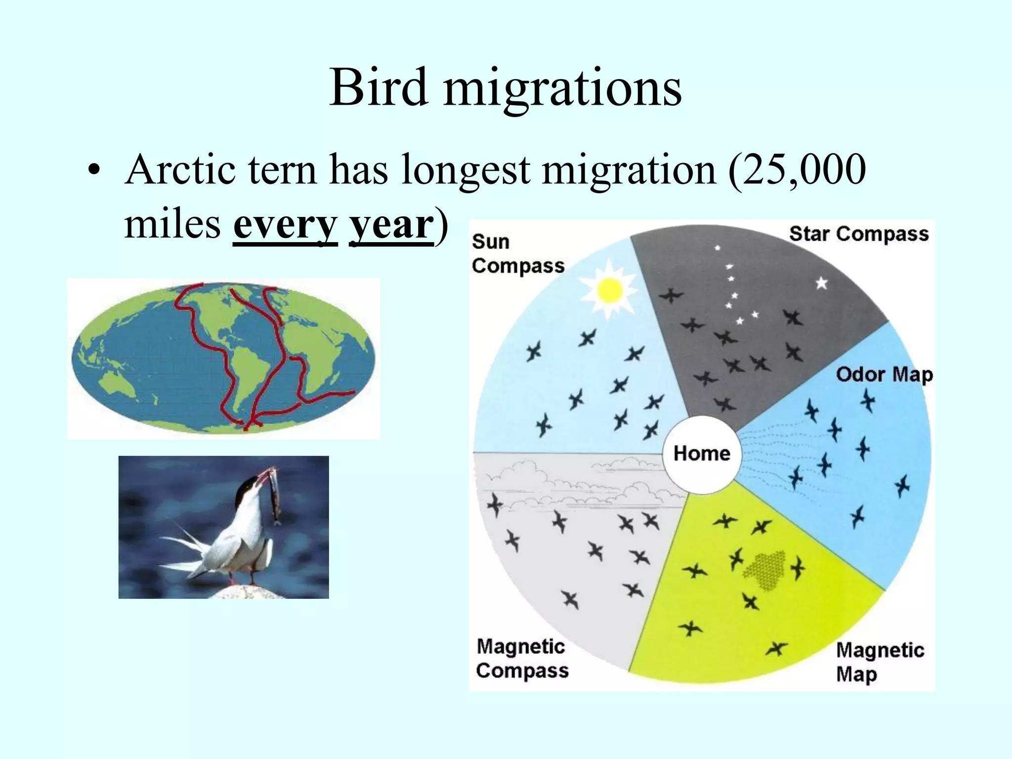 Bird migrations
• Arctic tern has longest migration (25,000
  miles every year)
 