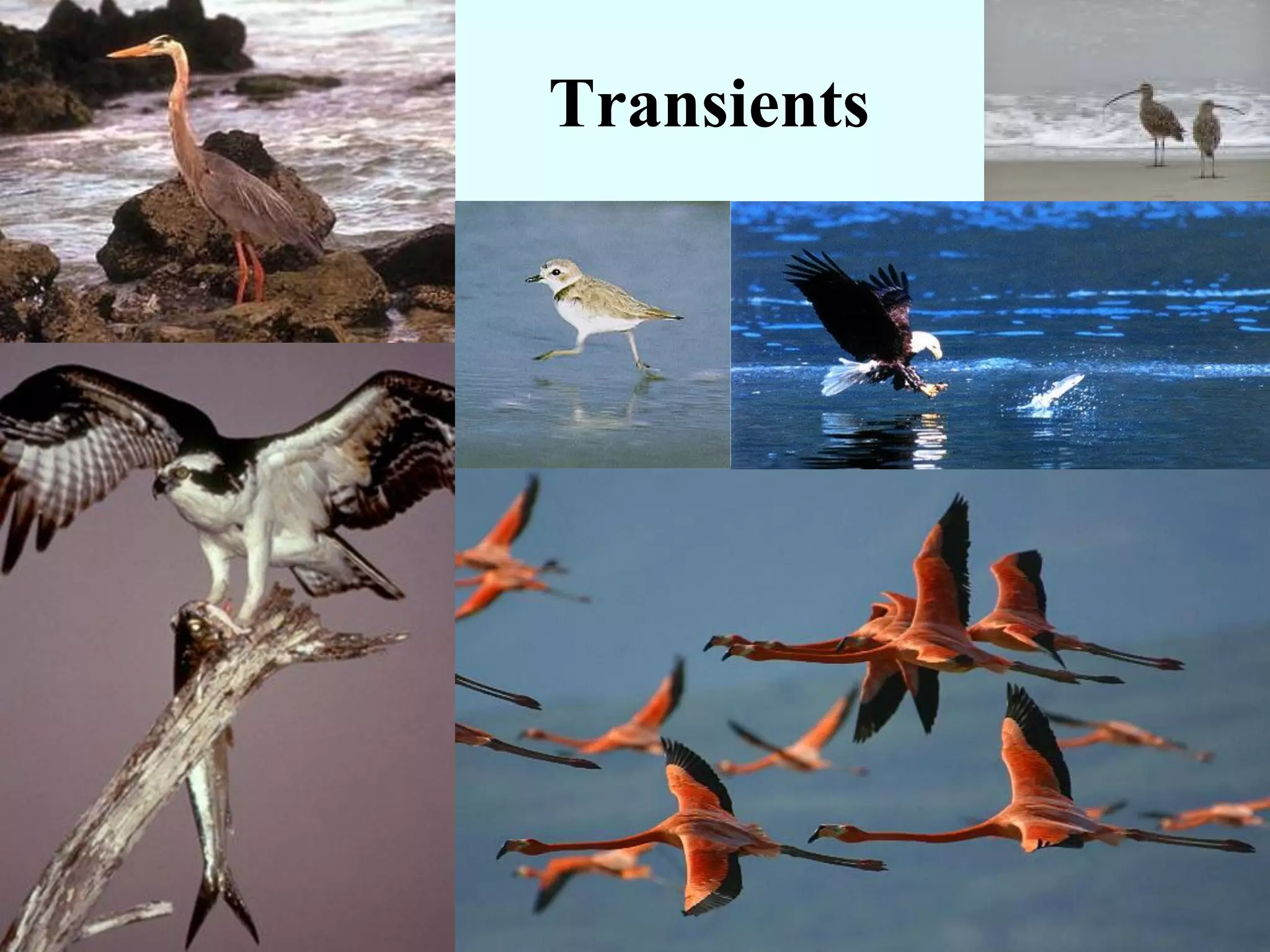 Transients
 