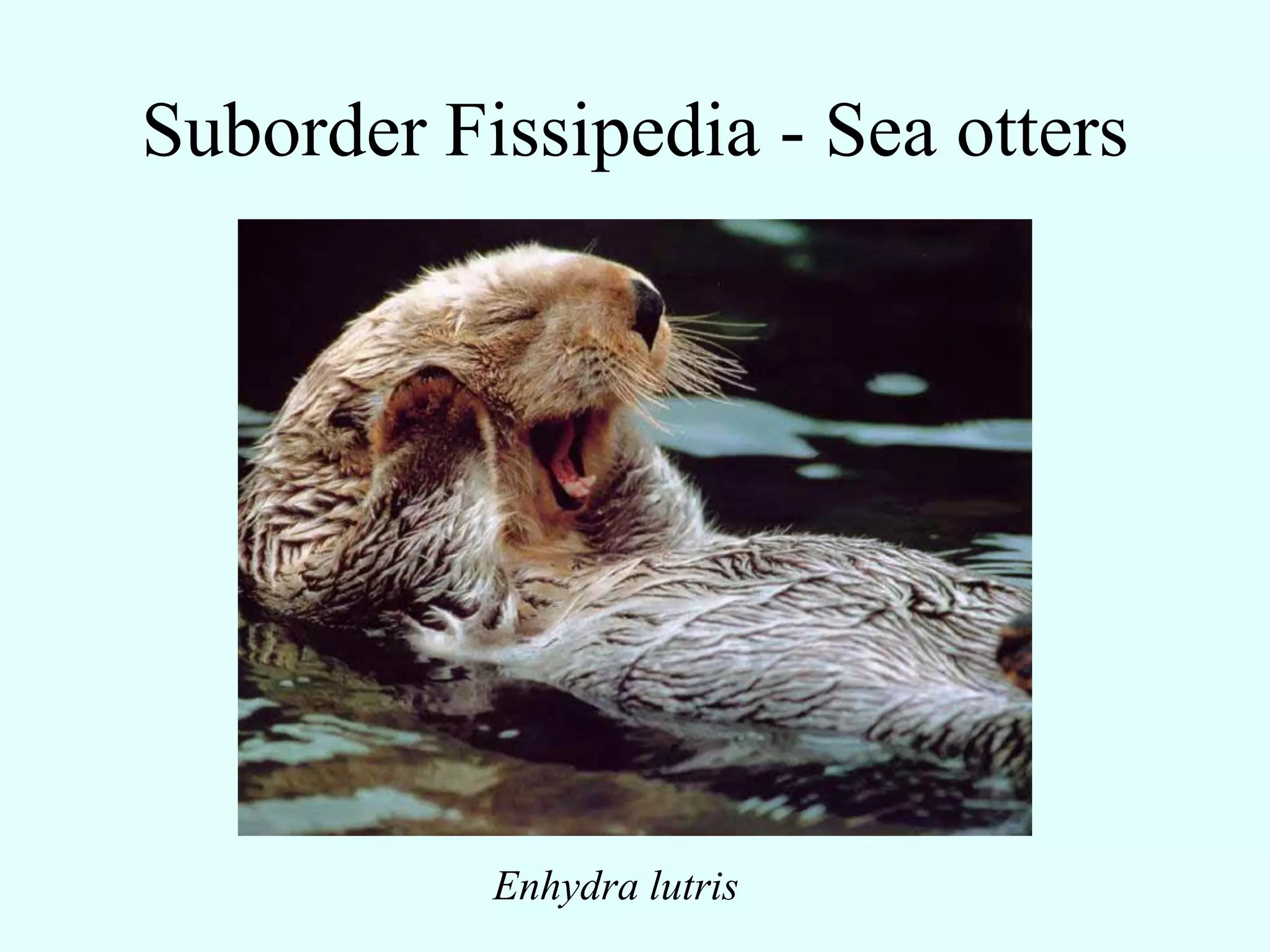 Suborder Fissipedia - Sea otters




           Enhydra lutris
 