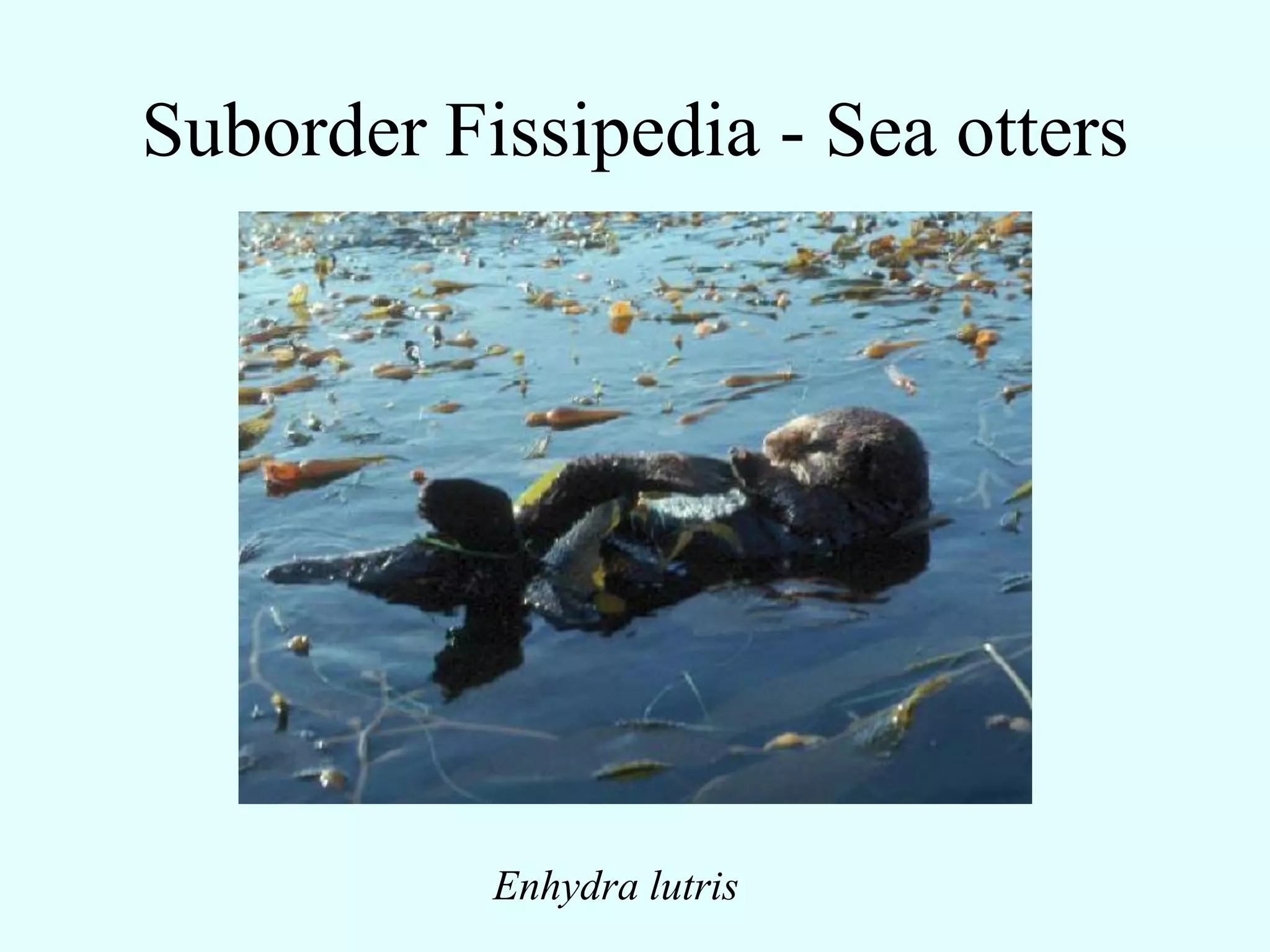 Suborder Fissipedia - Sea otters




           Enhydra lutris
 