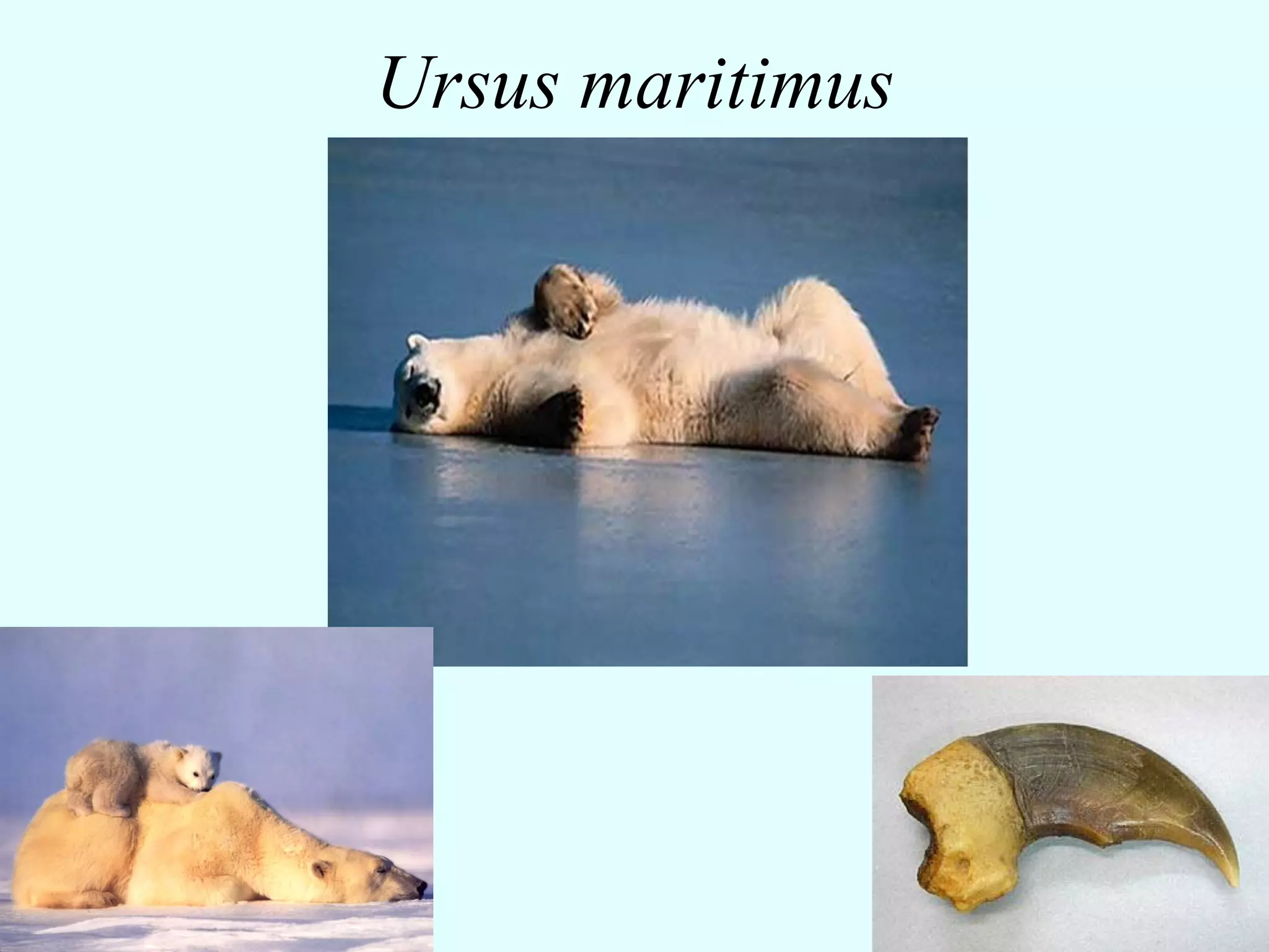 Ursus maritimus
 