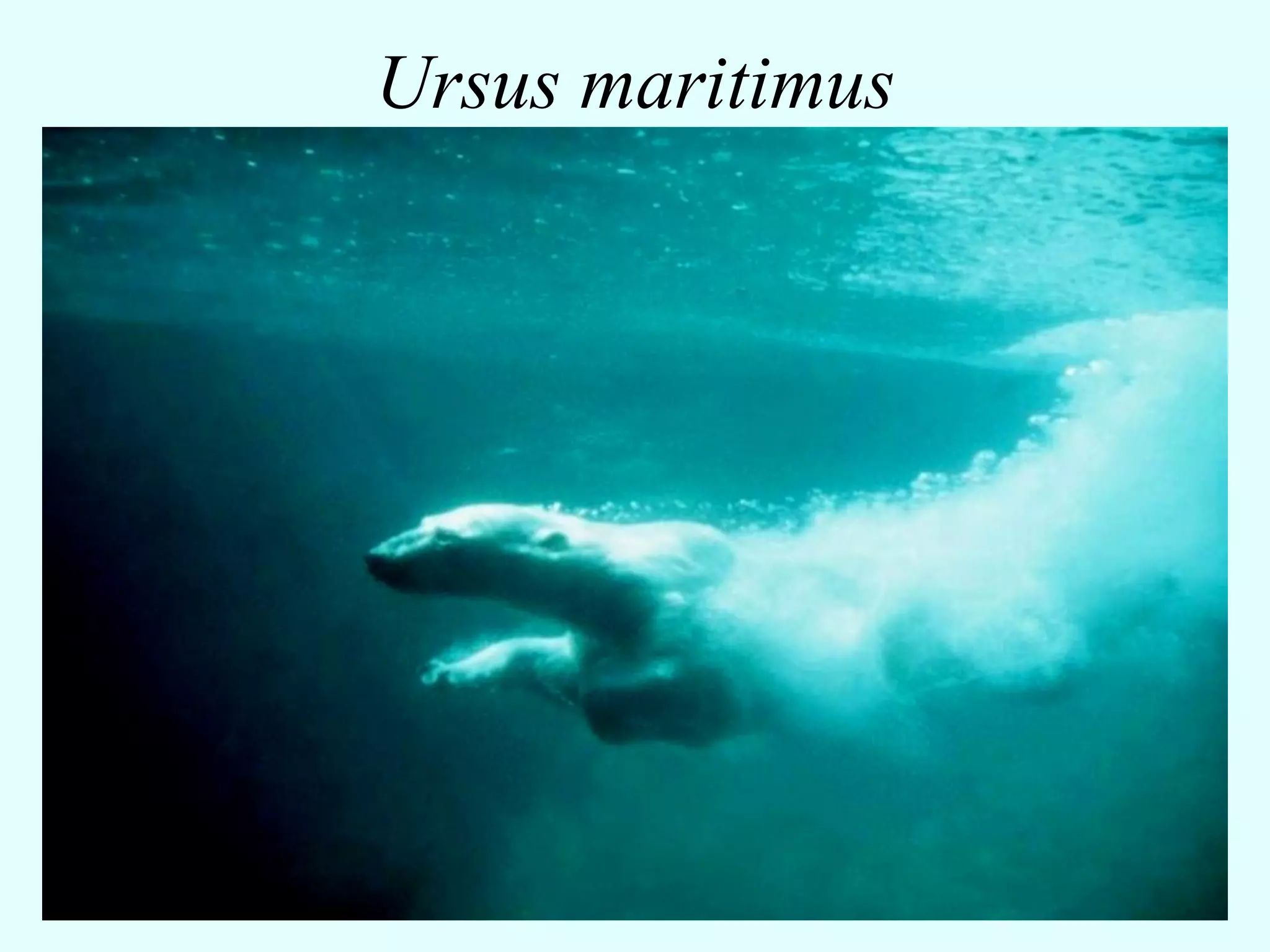 Ursus maritimus
 