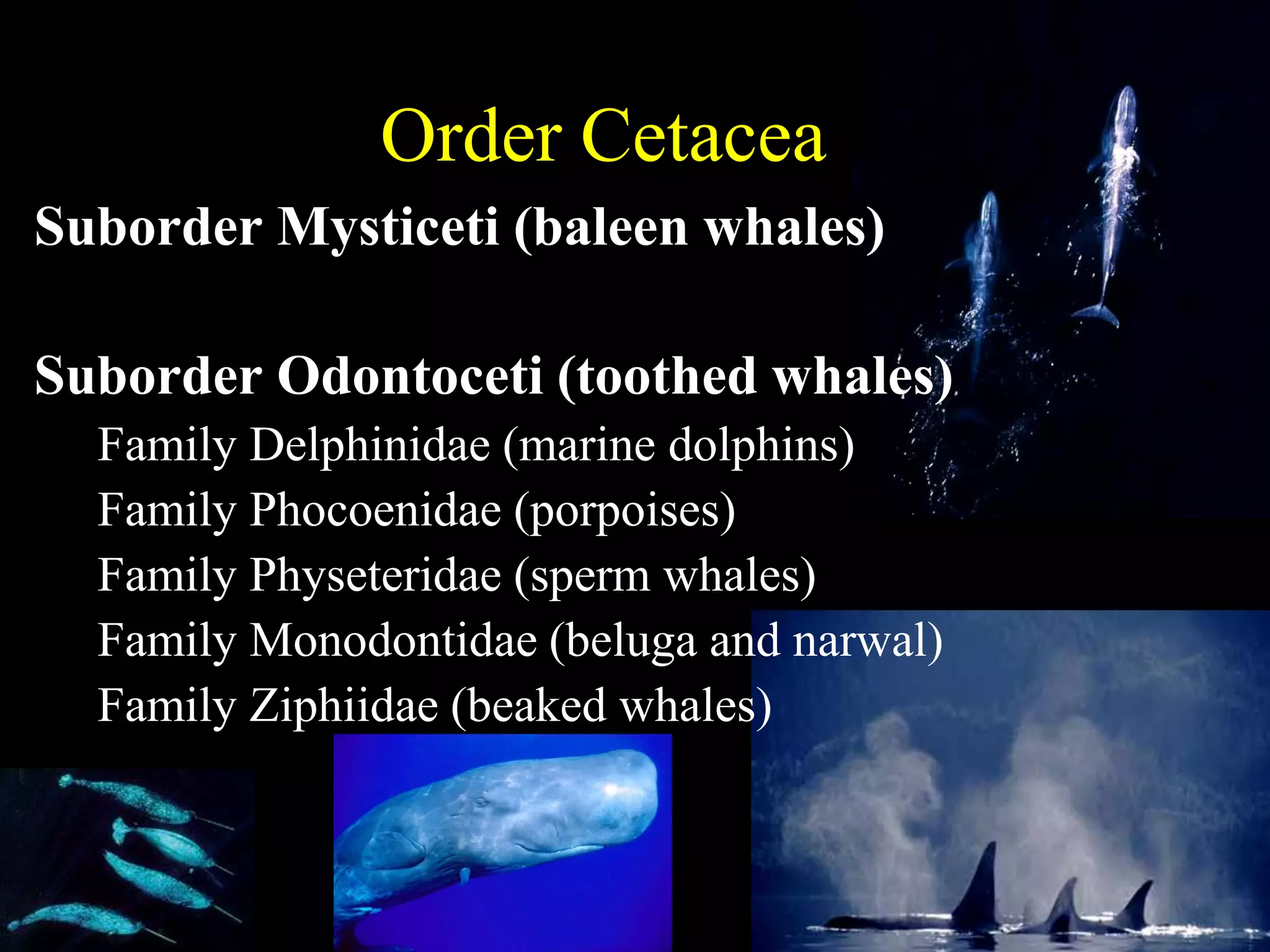 Order Cetacea
Suborder Mysticeti (baleen whales)

Suborder Odontoceti (toothed whales)
  Family Delphinidae (marine dolphins)
  Family Phocoenidae (porpoises)
  Family Physeteridae (sperm whales)
  Family Monodontidae (beluga and narwal)
  Family Ziphiidae (beaked whales)
 