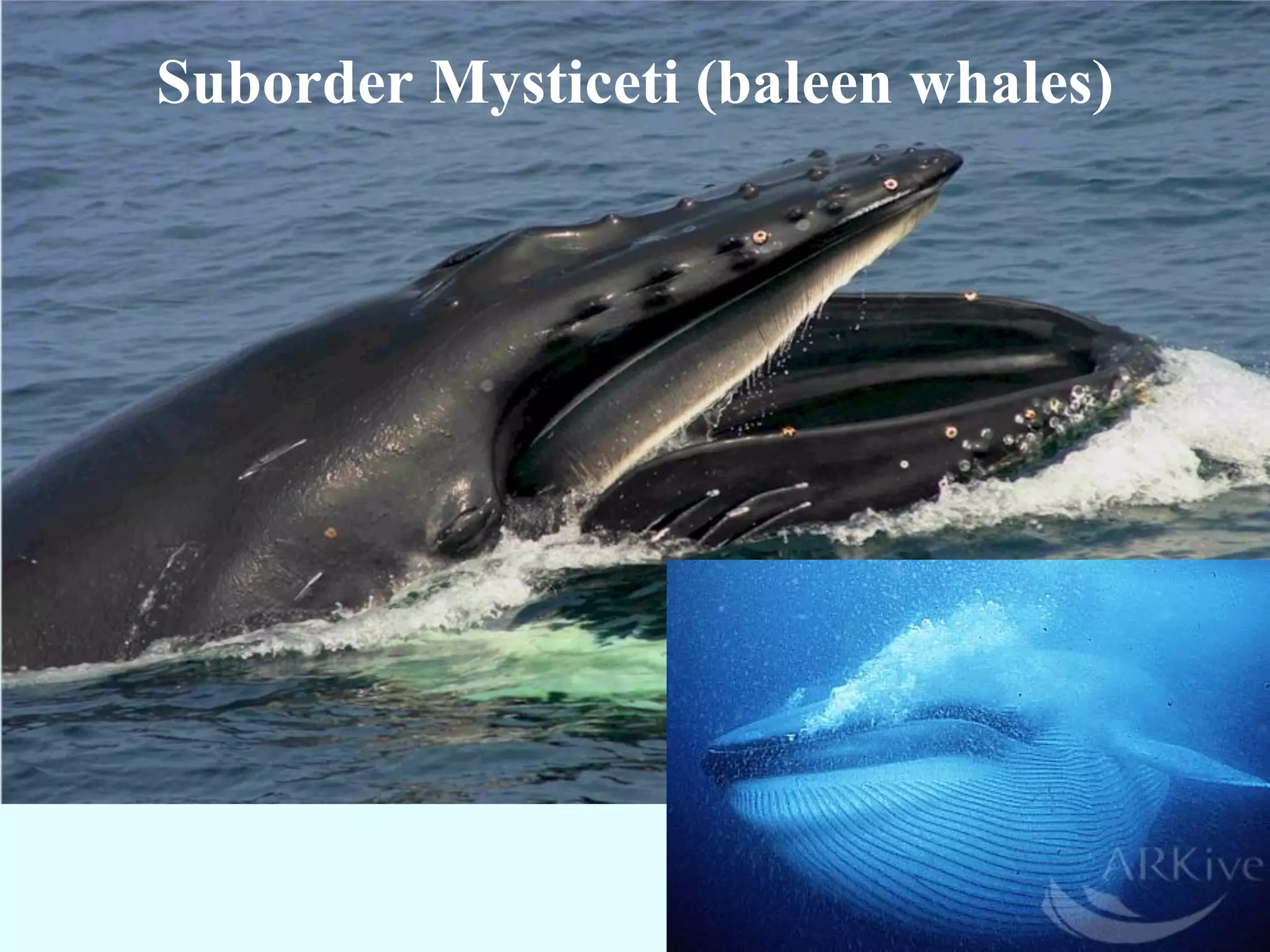 Suborder Mysticeti (baleen whales)
 