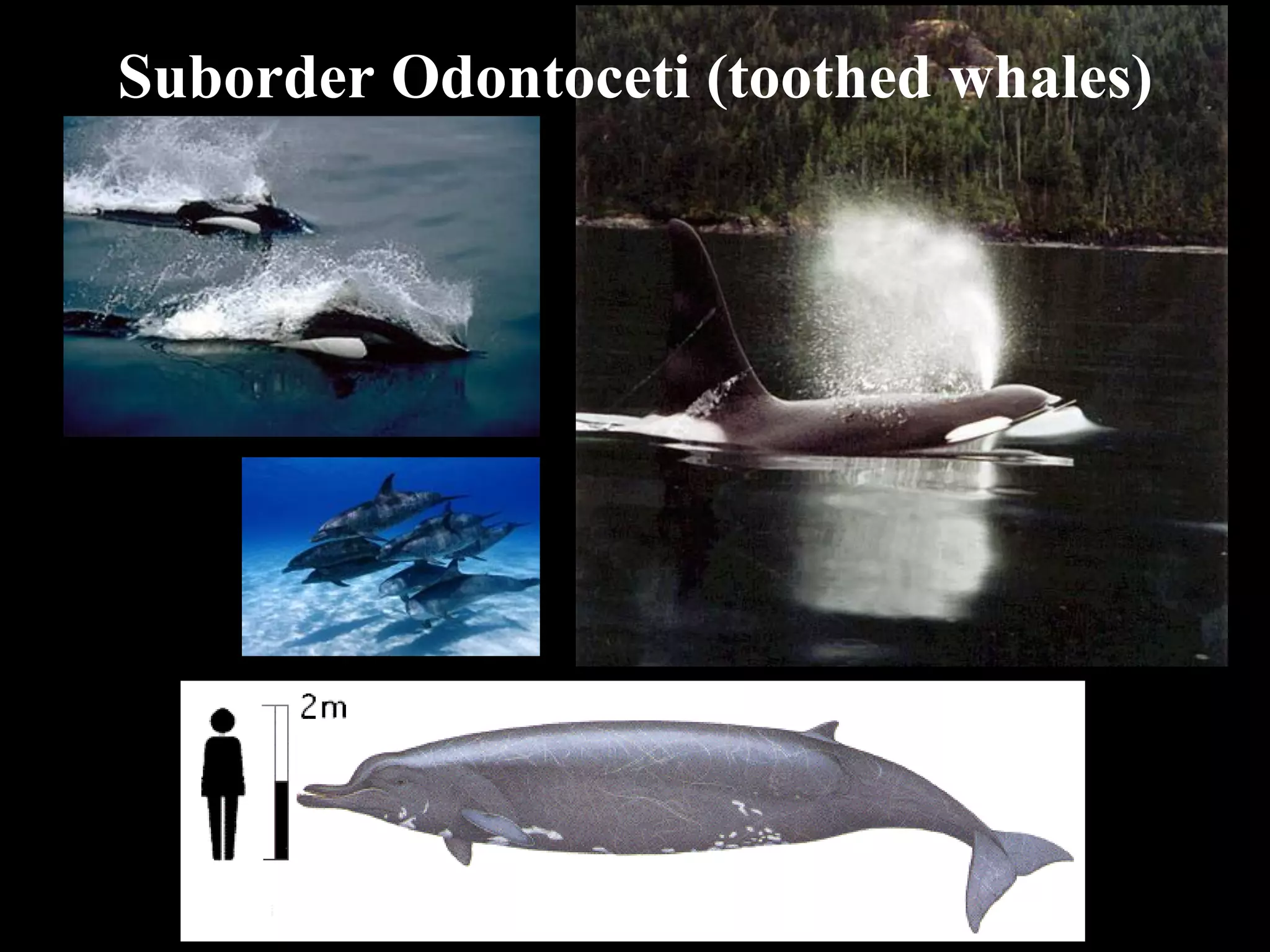 Suborder Odontoceti (toothed whales)
 