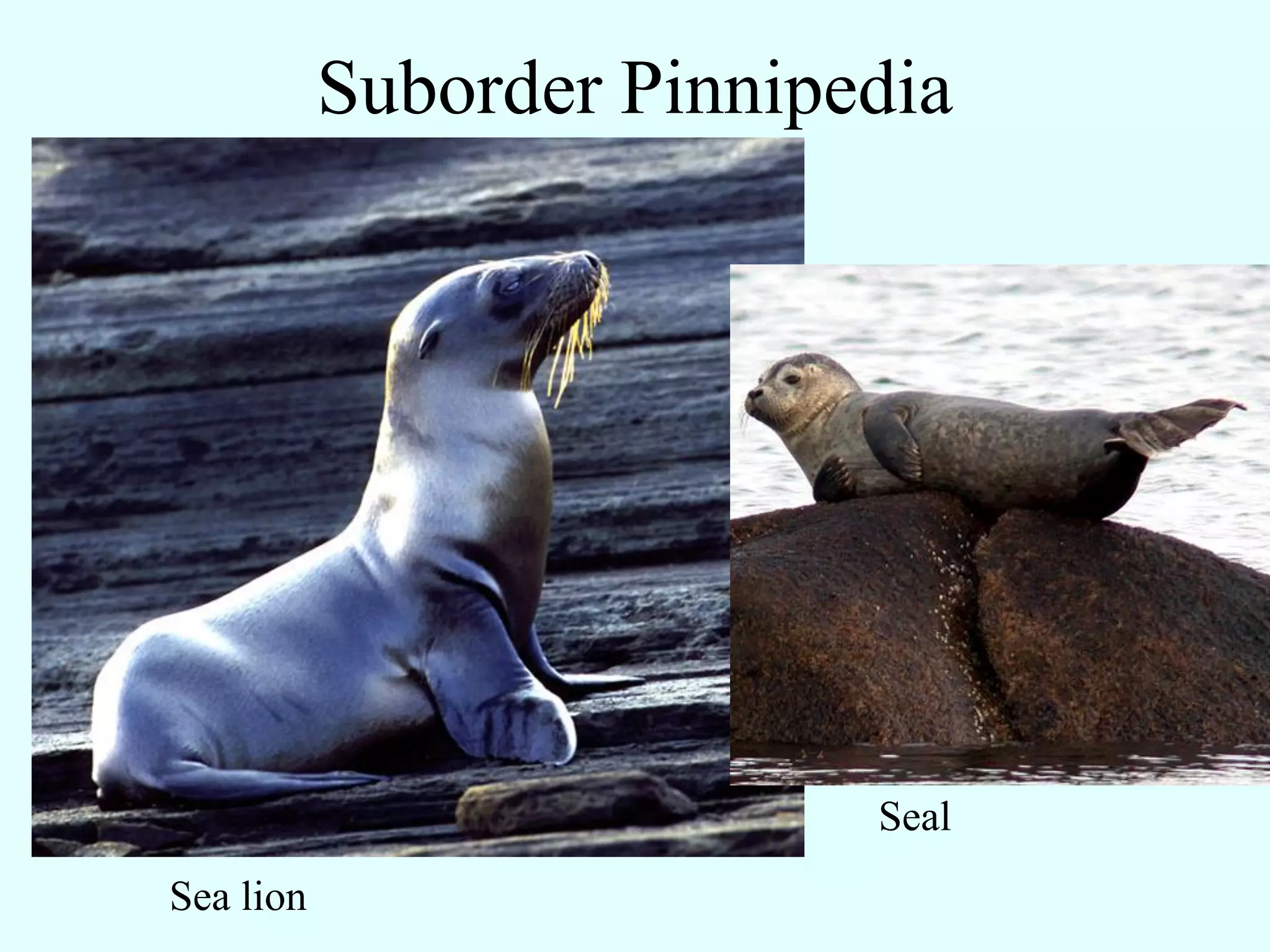 Suborder Pinnipedia




                           Seal
Sea lion
 