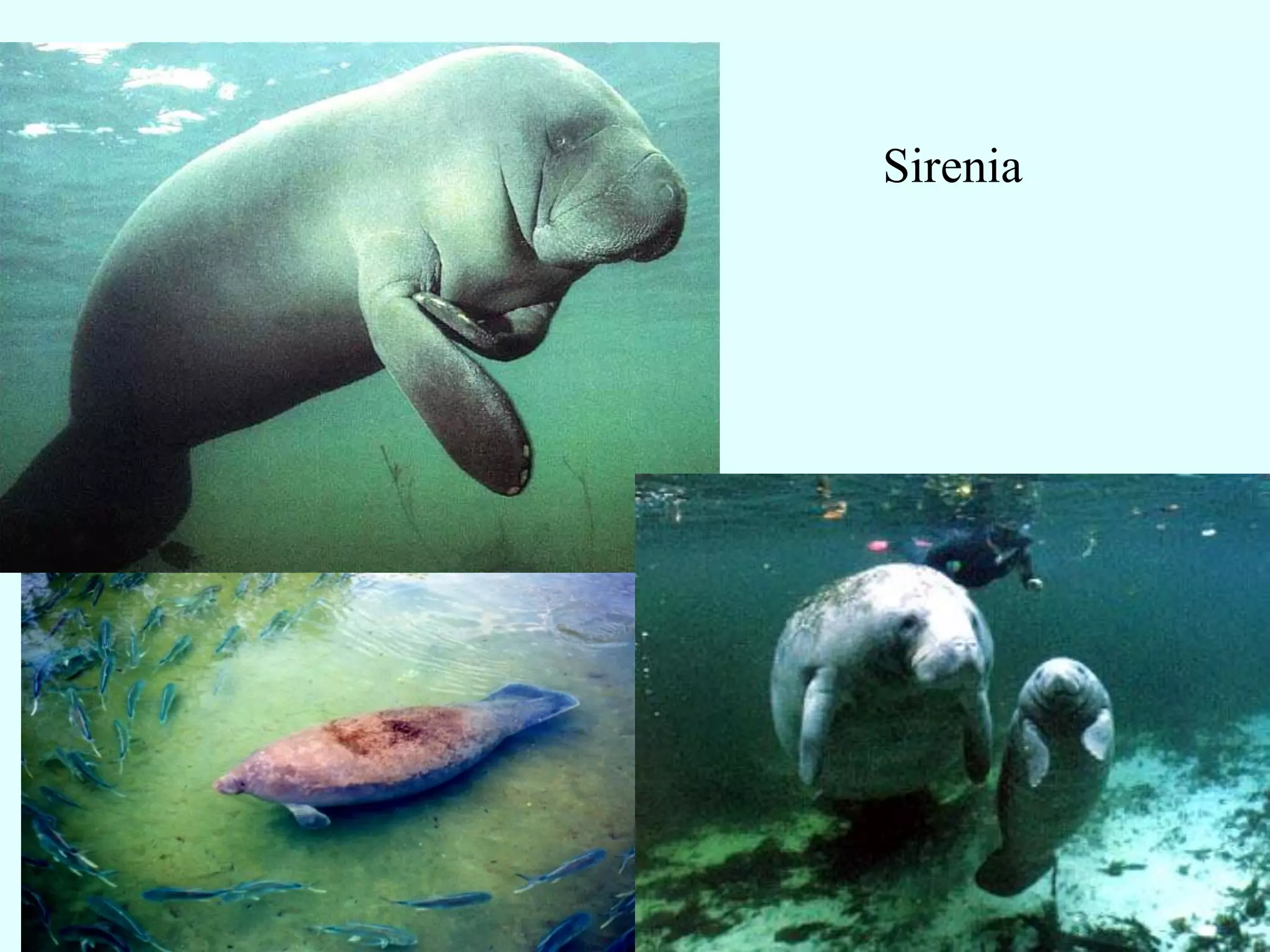 Sirenia
 