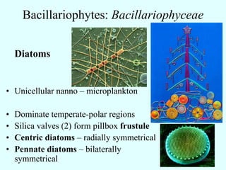 Bacillariophytes: Bacillariophyceae


    Diatoms


• Unicellular nanno – microplankton

•   Dominate temperate-polar regi...