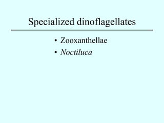 Specialized dinoflagellates
      • Zooxanthellae
      • Noctiluca
 