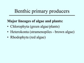 Benthic primary producers
Major lineages of algae and plants:
• Chlorophyta (green algae/plants)
• Heterokonta (stramenopi...