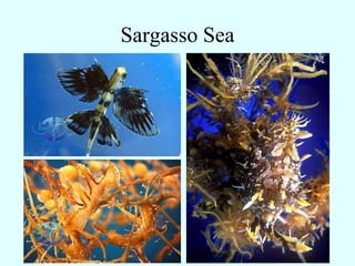 Sargasso Sea
 