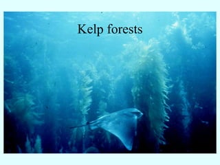 Kelp forests
 