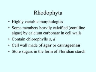 Rhodophyta
 