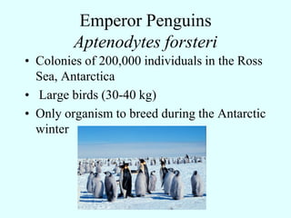 Emperor Penguins
Aptenodytes forsteri
 