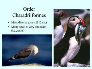 Order Charadriiformes




      Skimmers
 
