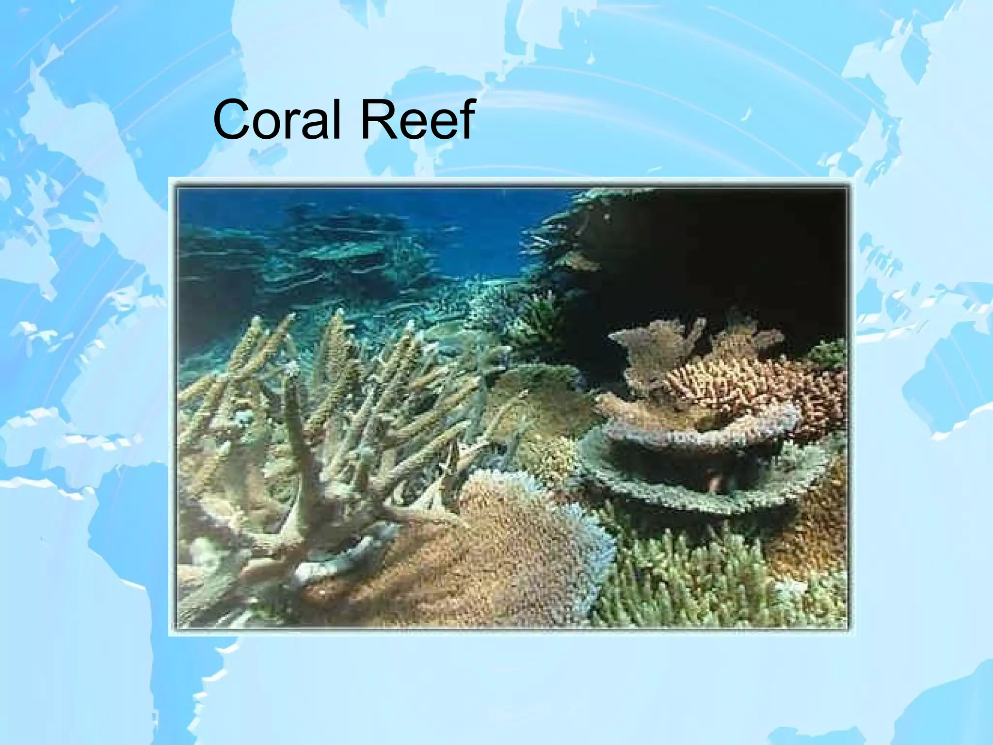 Coral Reef 