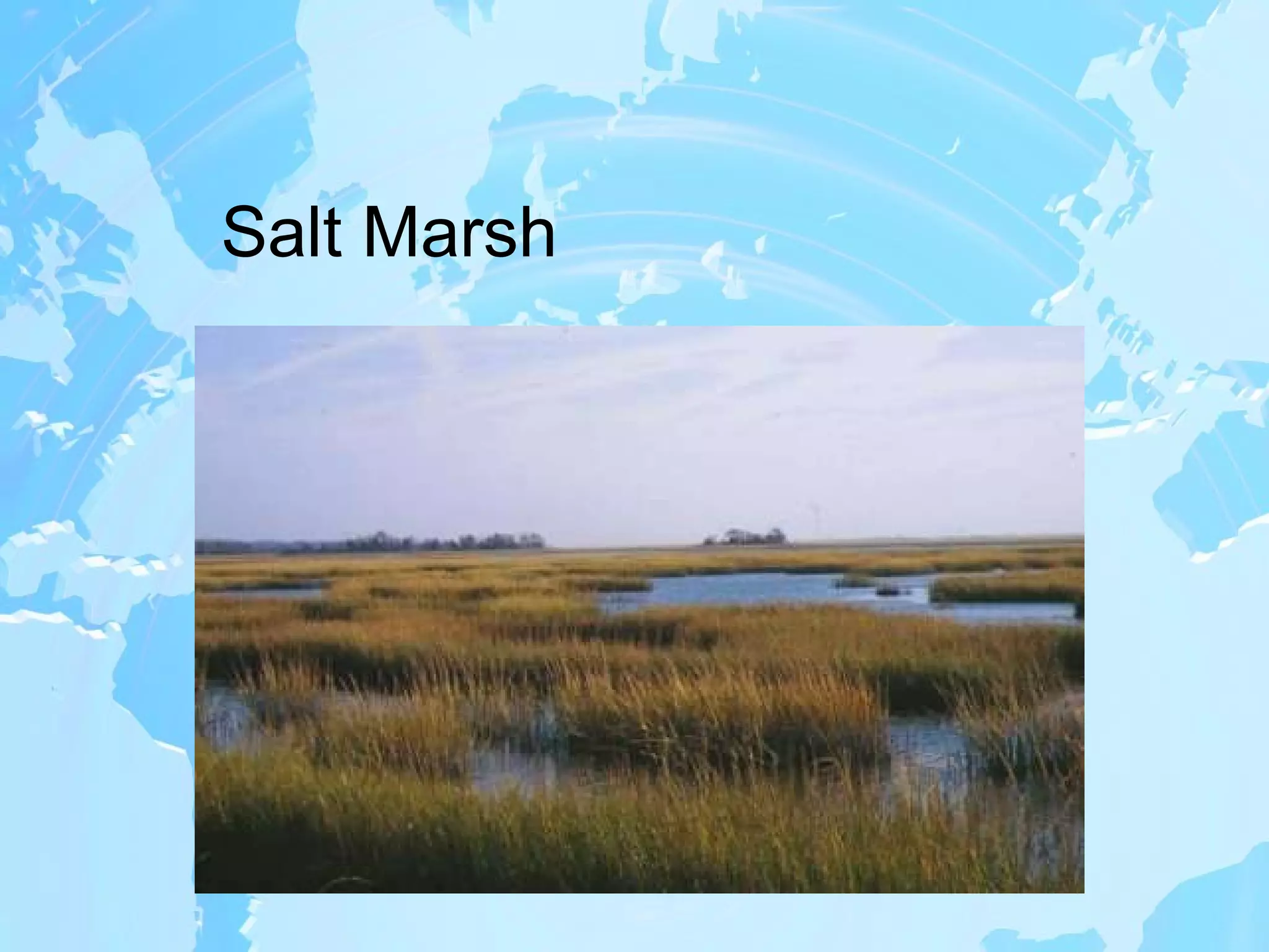 Salt Marsh 