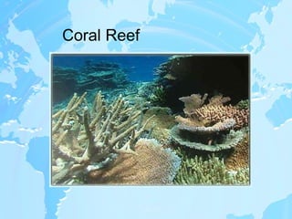 Coral Reef 