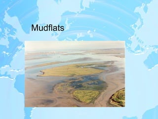 Mudflats 