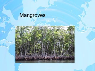Mangroves 