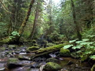 Coastal First Nations: Great Bear Forest Carbon Project