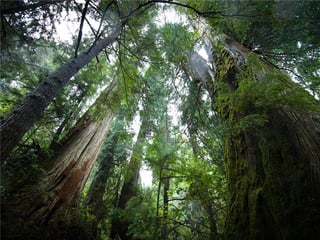 Coastal First Nations: Great Bear Forest Carbon Project