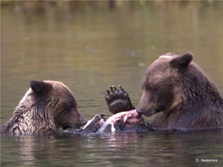 Coastal First Nations: Great Bear Forest Carbon Project