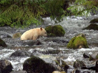 Coastal First Nations: Great Bear Forest Carbon Project