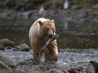 Coastal First Nations: Great Bear Forest Carbon Project
