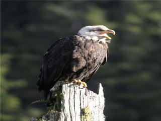 Coastal First Nations: Great Bear Forest Carbon Project