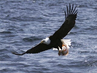 Coastal First Nations: Great Bear Forest Carbon Project