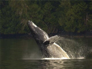 Coastal First Nations: Great Bear Forest Carbon Project