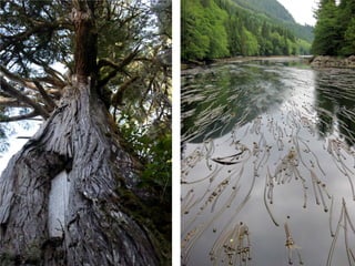 Coastal First Nations: Great Bear Forest Carbon Project